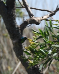 Chlorostilbon lucidus