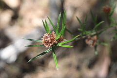 Pultenaea robusta