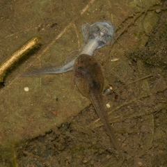 Isthmohyla pseudopuma