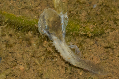 Isthmohyla pseudopuma