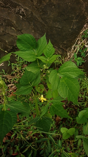 Vigna radiata iNat (1)