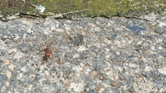 Formicidae