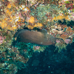 Ophioblennius steindachneri