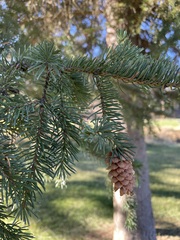 Picea