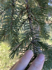Picea