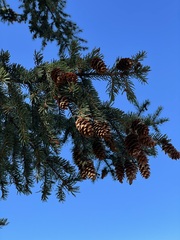 Picea