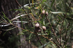Hakea laevipes laevipes
