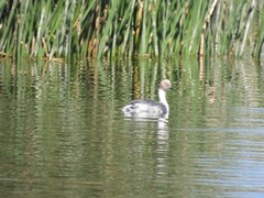 Podiceps occipitalis