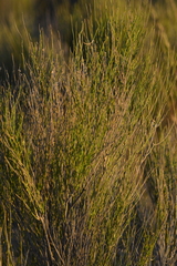 Baccharis spartioides