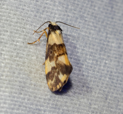 Philenora aspectalella