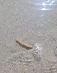 Phyllodocida