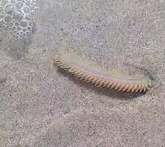 Phyllodocida