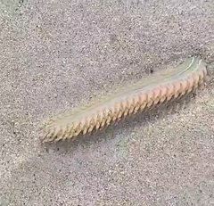 Phyllodocida