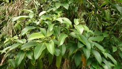 Dendropanax dentiger