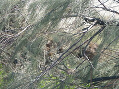 Tamarix