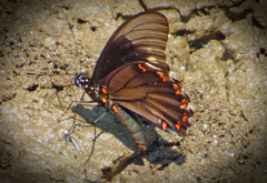 Battus polydamas polydamas