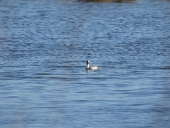 Podiceps occipitalis
