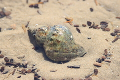 Stramonita canaliculata