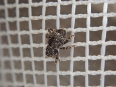 Microcryptorhynchus setosus