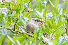 Psaltriparus minimus minimus