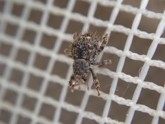 Microcryptorhynchus setosus