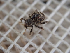 Microcryptorhynchus setosus