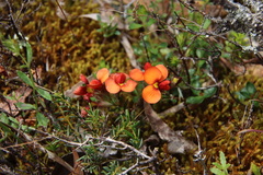 Dillwynia hispida