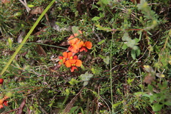 Dillwynia hispida