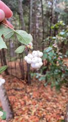 Symphoricarpos albus