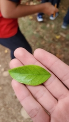 Ternstroemia gymnanthera