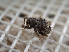 Microcryptorhynchus setosus