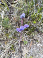 Thelymitra ixioides