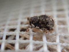 Microcryptorhynchus setosus