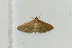 Herpetogramma licarsisalis