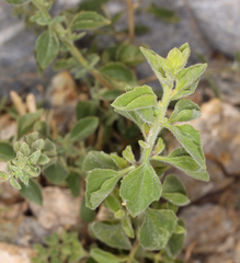 Brickellia microphylla