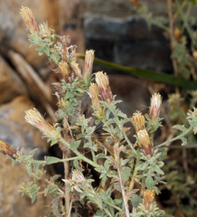 Brickellia microphylla