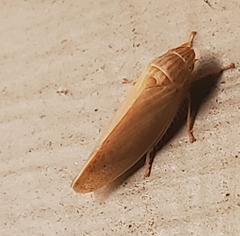 Gyponana