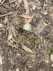 Pimelea