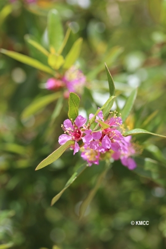 Koehneria madagascariensis
