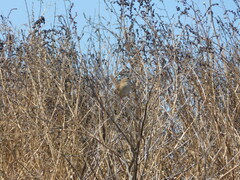 Cistothorus platensis