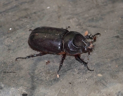 Oryctes rhinoceros