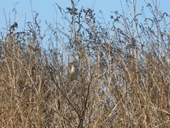 Cistothorus platensis