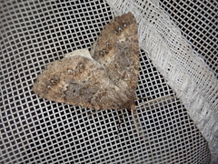 Pseudocoremia christiani