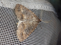 Pseudocoremia christiani