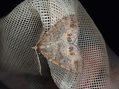 Pseudocoremia christiani