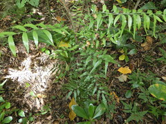 Arthropteris tenella
