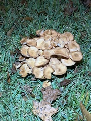 Desarmillaria
