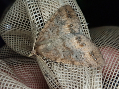 Pseudocoremia christiani