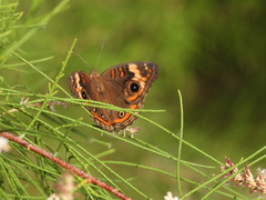 Junonia pacoma