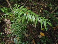 Arthropteris tenella